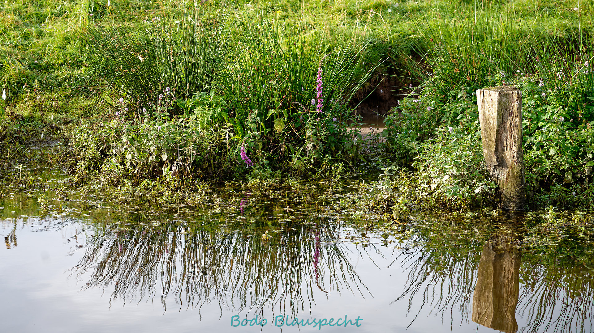 Pflanzen   Steveraue   2023.08.14 08.22 62 HD